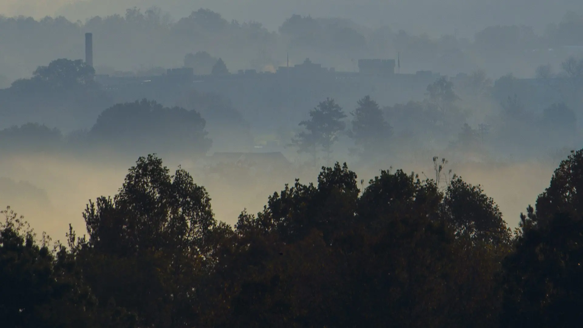 fog and trees