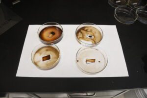 petri dishes